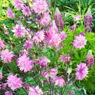 Аквилегия БАРЛОУ ПИНК гибрид МакКаны — описание сорта Аквилегия БАРЛОУ ПИНК гибрид МакКаны в Якутске