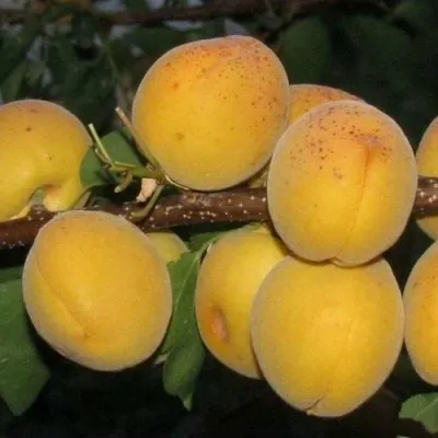 Абрикос ДЕСЕРТНЫЙ ГОЛУБЕВА — описание сорта Абрикос ДЕСЕРТНЫЙ ГОЛУБЕВА в Якутске