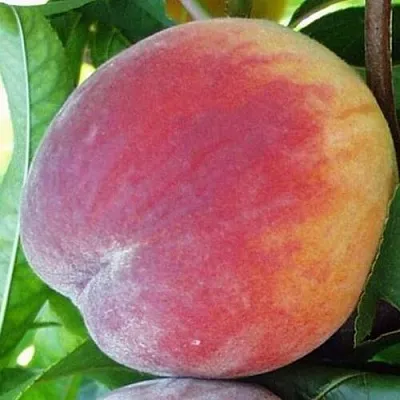 Персик ТОП СВИТ в Якутске