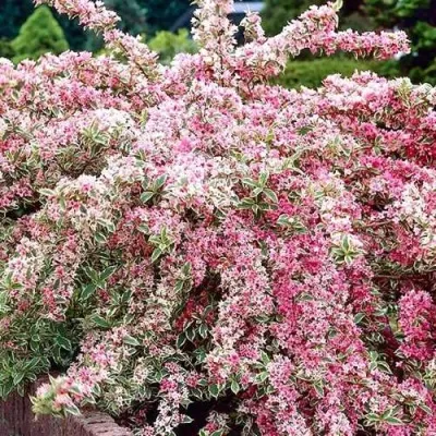 Вейгела САННИ ПРИНЦЕСС в Якутске
