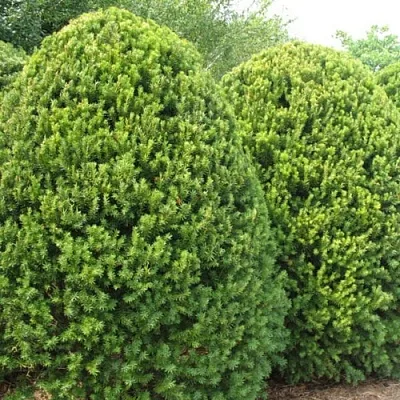 Тис в Якутске