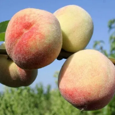 Персик ДОНЕЦКИЙ БЕЛЫЙ в Якутске