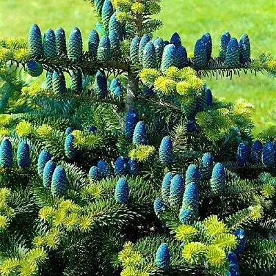 Пихта корейская  в Якутске