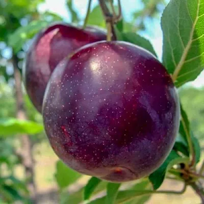 Слива АНЖЕЛИНО  Слива АНЖЕЛИНО в Якутске