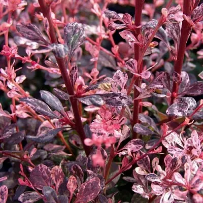 Барбарис АРЛЕКИН тунберга  Барбарис АРЛЕКИН тунберга в Якутске