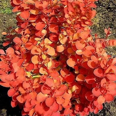 Барбарис ОРАНЖ ФАЙЕР тунберга  Барбарис ОРАНЖ ФАЙЕР тунберга в Якутске