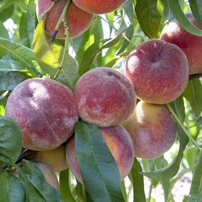 Персик ЗАРМЕНЮ в Якутске