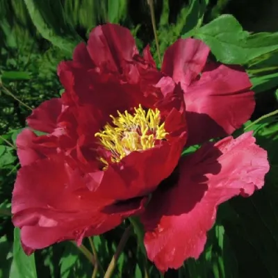 Пион КРАСНЫЙ ЛОТОС древовидный в Якутске