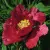 Пион КРАСНЫЙ ЛОТОС древовидный — описание сорта Пион КРАСНЫЙ ЛОТОС древовидный в Якутске