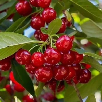 Вишня ГИРЛЯНДА в Якутске