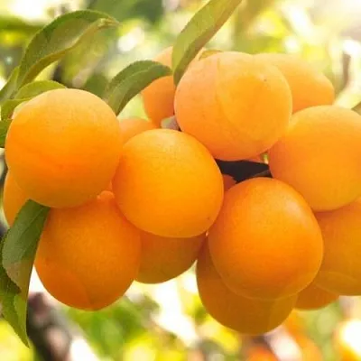 Слива МАРА  Слива МАРА в Якутске