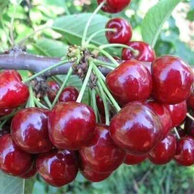 Вишня ДЕСЕРТНАЯ МОРОЗОВОЙ в Якутске