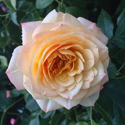 Саженцы роз АБЕЙ ДЕ СЕНТ-АМАН шраб  Саженцы роз АБЕЙ ДЕ СЕНТ-АМАН шраб в Якутске