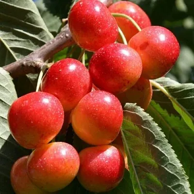 Черешня ГАСТИНЕЦ  Черешня ГАСТИНЕЦ в Якутске