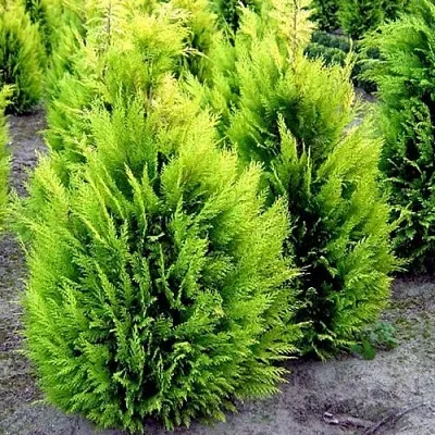 Кипарисовик ИВОНЕ лавсана в Якутске