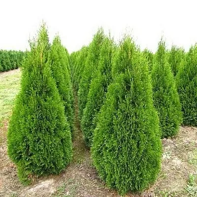 Туя СМАРАГД западная  Туя СМАРАГД западная в Якутске