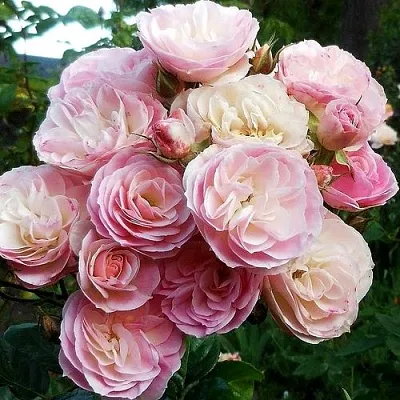 Саженцы роз БУКЕТ ПАРФЕ мускусная  Саженцы роз БУКЕТ ПАРФЕ мускусная в Якутске