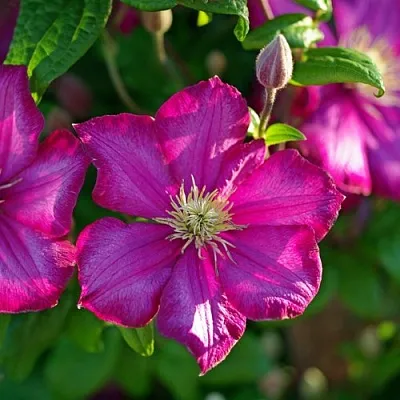 Клематис КАРМЕНСИТА в Якутске