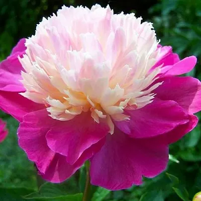 Пион ГЕЙ ПАРИ травянистый  Пион ГЕЙ ПАРИ травянистый в Якутске