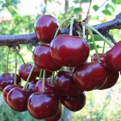 Вишня НОРД СТАР в Якутске