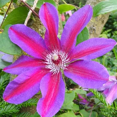 Клематис АКАИШИ в Якутске