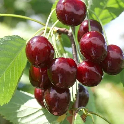 Черешня ОВСТУЖЕНКА  Черешня ОВСТУЖЕНКА в Якутске