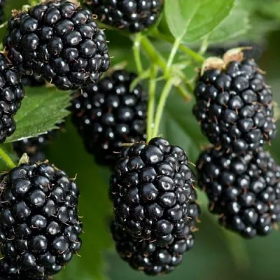 Ежевика ЧЕРНАЯ МАГИЯ ремонтантная в Якутске