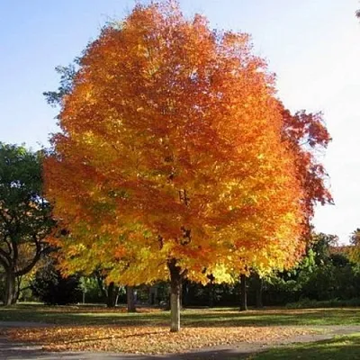 Клен серебристый в Якутске