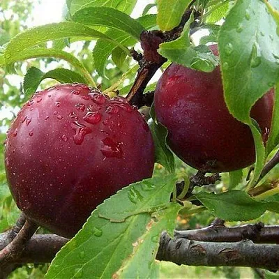 Слива КЛЕОПАТРА  Слива КЛЕОПАТРА в Якутске