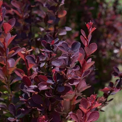 Барбарис ХЕЛМОНД ПИЛЛАР тунберга  Барбарис ХЕЛМОНД ПИЛЛАР тунберга в Якутске