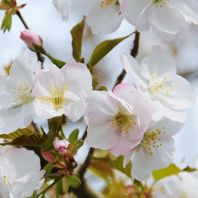 Вишня ОКАМЕ в Якутске