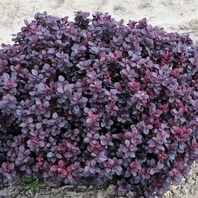 Барбарис КОНКОРД тунберга  Барбарис КОНКОРД тунберга в Якутске