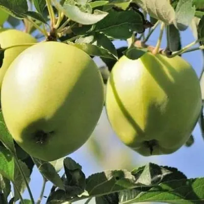 Яблоня САХАРНАЯ  Яблоня САХАРНАЯ в Якутске