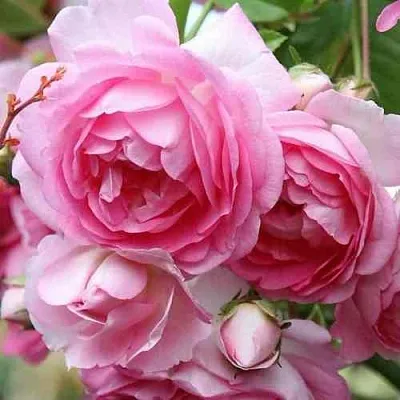 Саженцы роз ЖАСМИНА плетистая  Саженцы роз ЖАСМИНА плетистая в Якутске