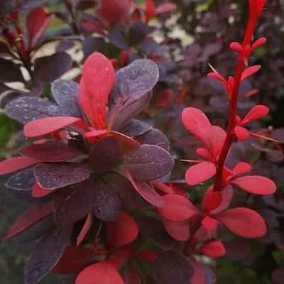 Барбарис РЕД ПИЛЛАР тунберга  Барбарис РЕД ПИЛЛАР тунберга в Якутске