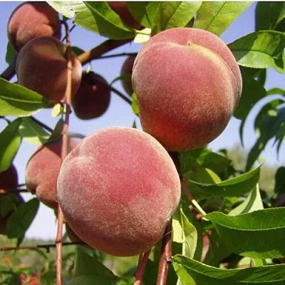 Персик ДНЕПРОВСКИЙ