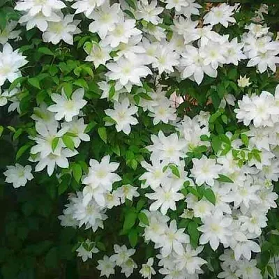 Клематис ТОКИ  Клематис ТОКИ в Якутске