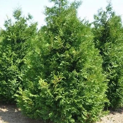 Туя ВАКСЕН западная  Туя ВАКСЕН западная в Якутске