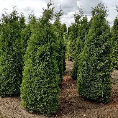 Туя ХОЛМСТРУП западная  Туя ХОЛМСТРУП западная в Якутске