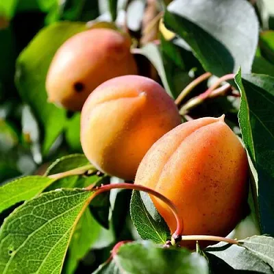 Абрикос БАЙ в Якутске