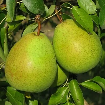 Груша НАЙТ-ВЕРТ колонновидная в Якутске