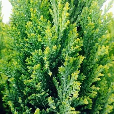 Кипарисовик в Якутске