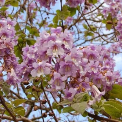 Павлония ПАО ТОГН Z07 — описание сорта Павлония ПАО ТОГН Z07 в Якутске