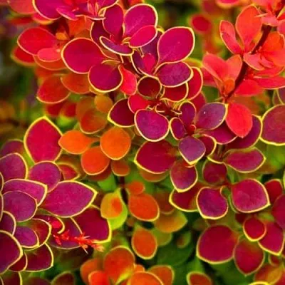 Барбарис ОРАНЖ САНРАЙЗ тунберга  Барбарис ОРАНЖ САНРАЙЗ тунберга в Якутске