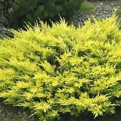 Можжевельник ЛАЙМ ГЛОУ горизонтальный в Якутске