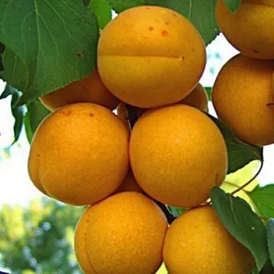 Абрикос ОНТАРИО в Якутске