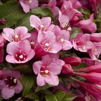 Вейгела ФЛОРИДА в Якутске