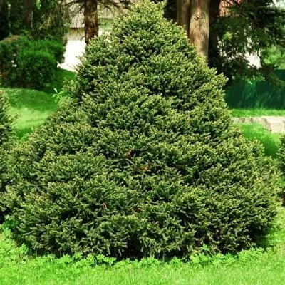 Ель ОЛЕНДОРФИ обыкновенная в Якутске