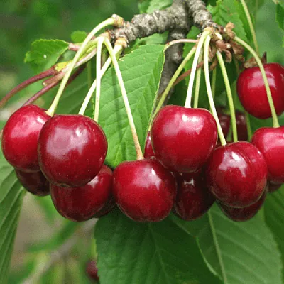 Черешня ГРОНКОВАЯ  Черешня ГРОНКОВАЯ в Якутске