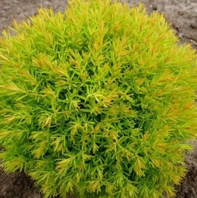 Туя АННИЕК западная  Туя АННИЕК западная в Якутске